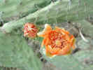 P6041200.jpg (27741 bytes)